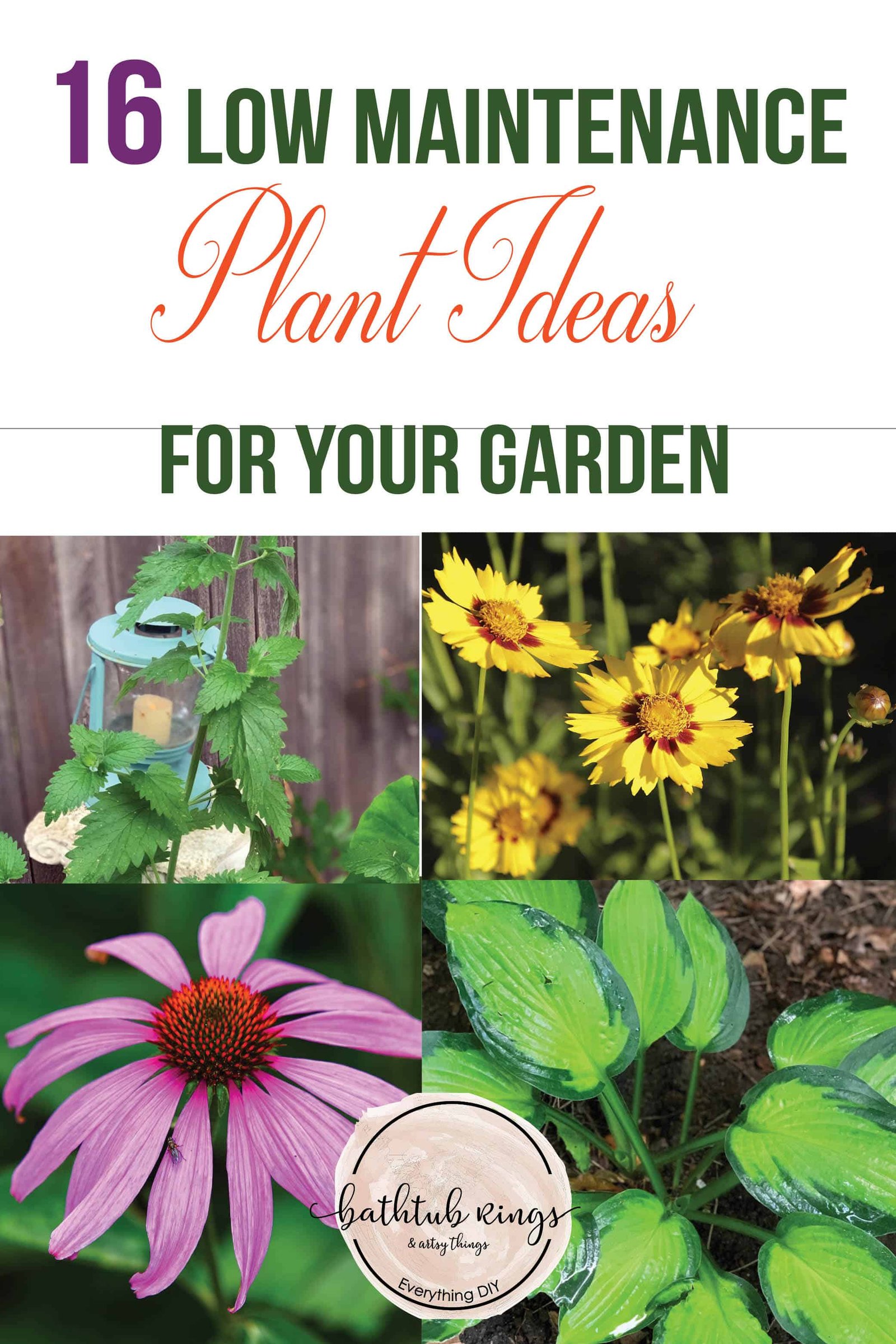 16 Low Maintenance Plants For Your Garden